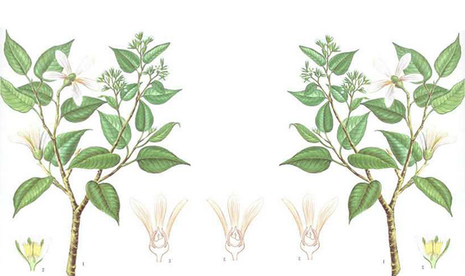 成為全球龍腦產(chǎn)業(yè)的引領(lǐng)者，遠景智庫為新晃龍腦制定發(fā)展戰(zhàn)略規(guī)劃