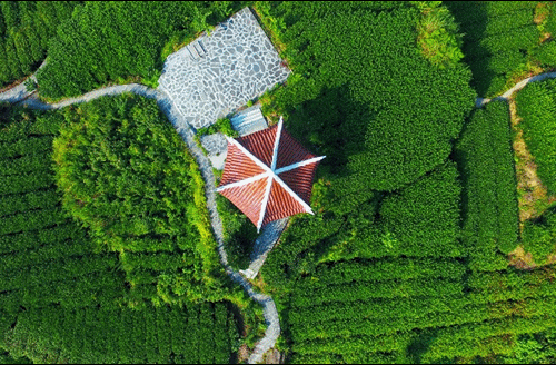 吉首市馬頸坳鎮(zhèn)隘口村是“湘西黃金茶第一村”，被譽為“全國茶旅融合十條精品線路”上的明珠。.gif